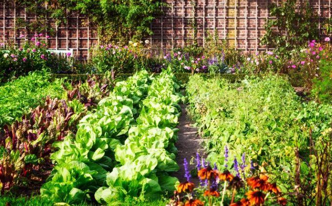 What garden is hiding in your soul: a vegetable garden