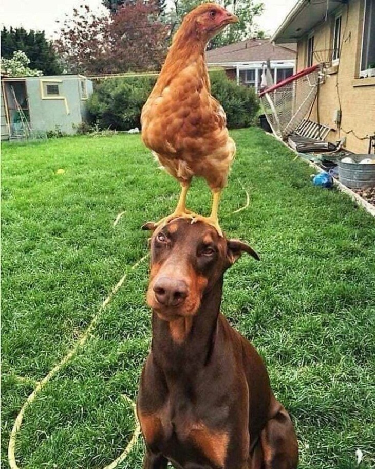 Funny birds, dog and chicken