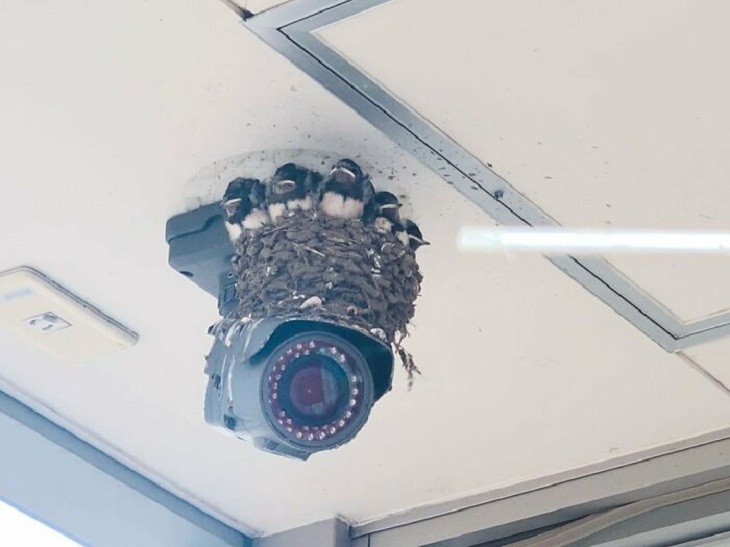 Bird Nests, camera