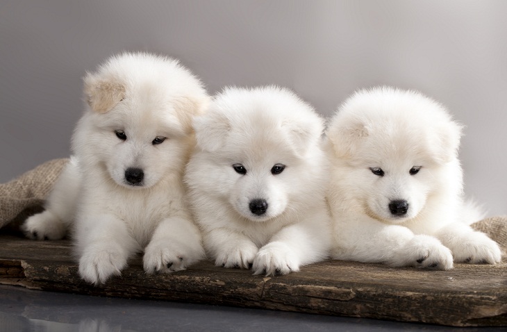 Teddy Bear Dog Breeds, Samoyed