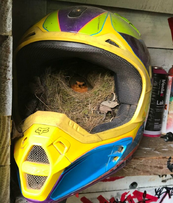 Bird Nests, helmet