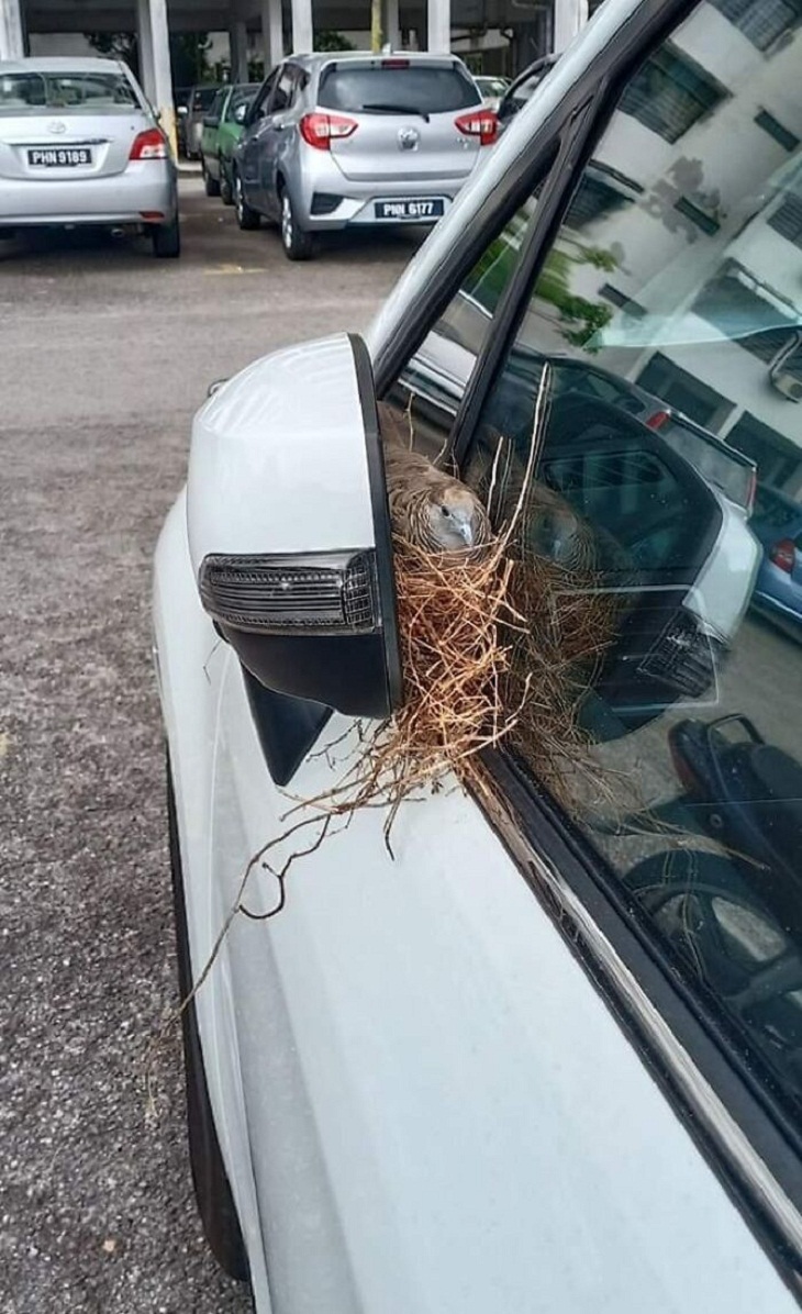 Bird Nests, car