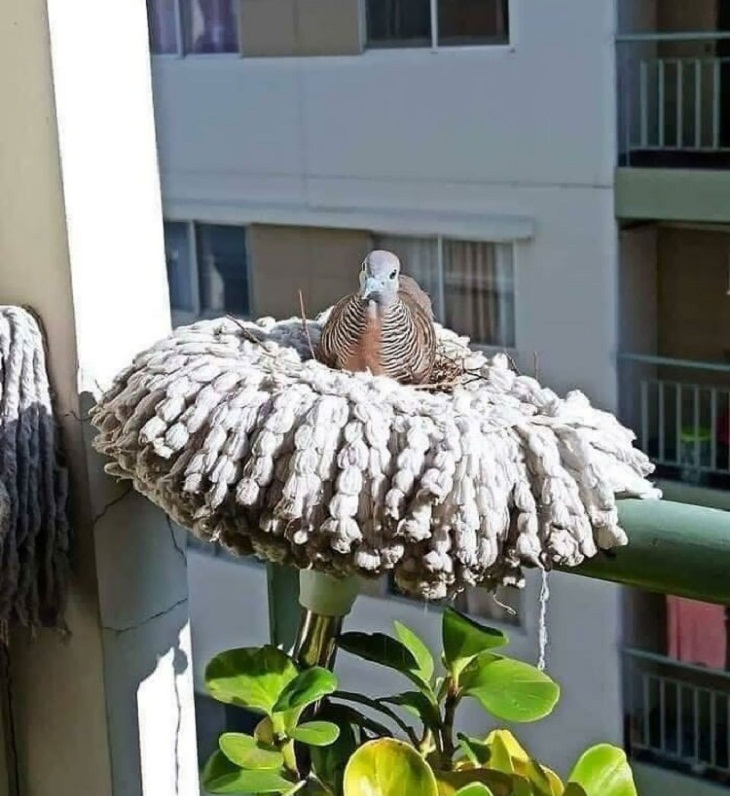 Bird Nests, mop