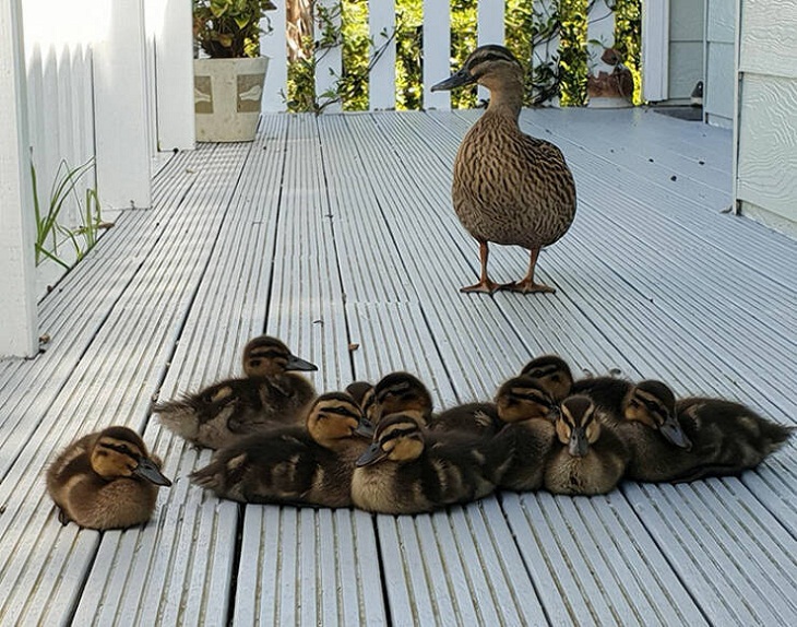 Photos of Baby Animals, ducklings