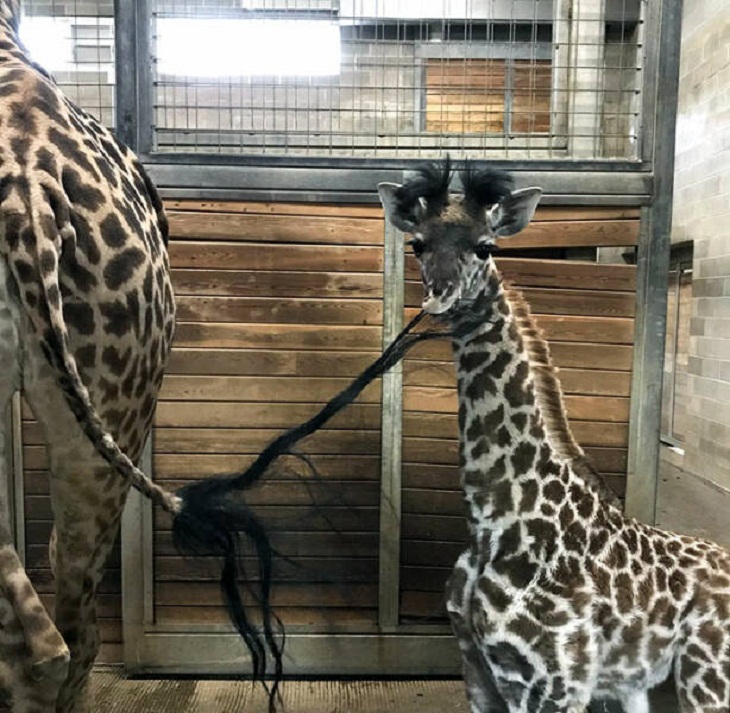 Photos of Baby Animals, giraffe