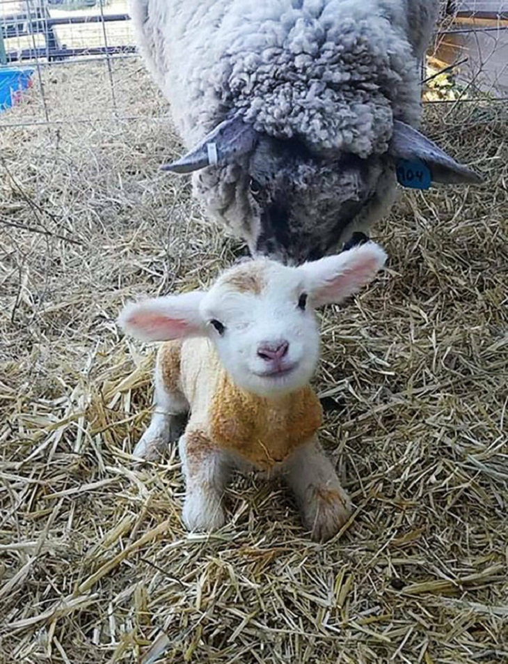 Photos of Baby Animals, lamb