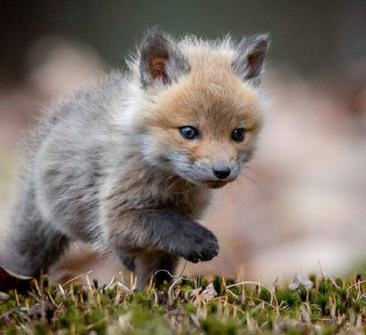 Photos of Baby Animals, baby fox
