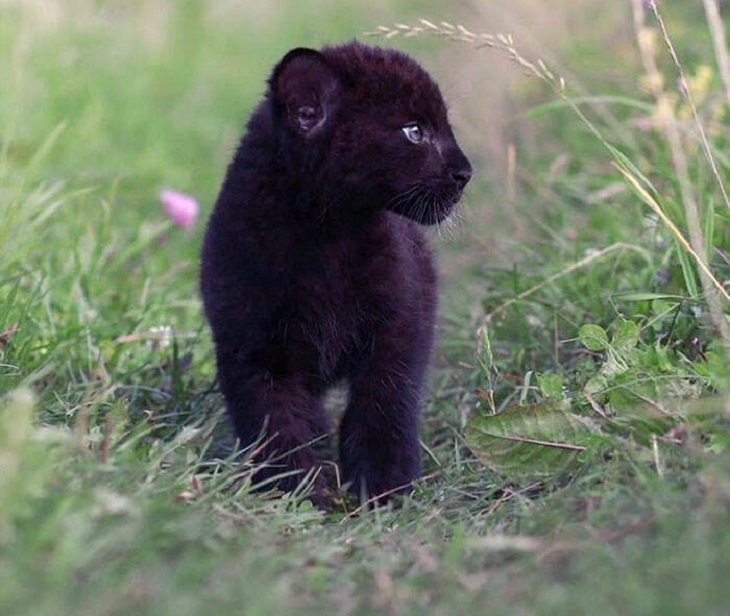 Photos of Baby Animals, panther