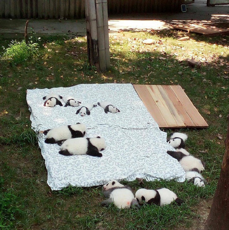 Photos of Baby Animals, pandas