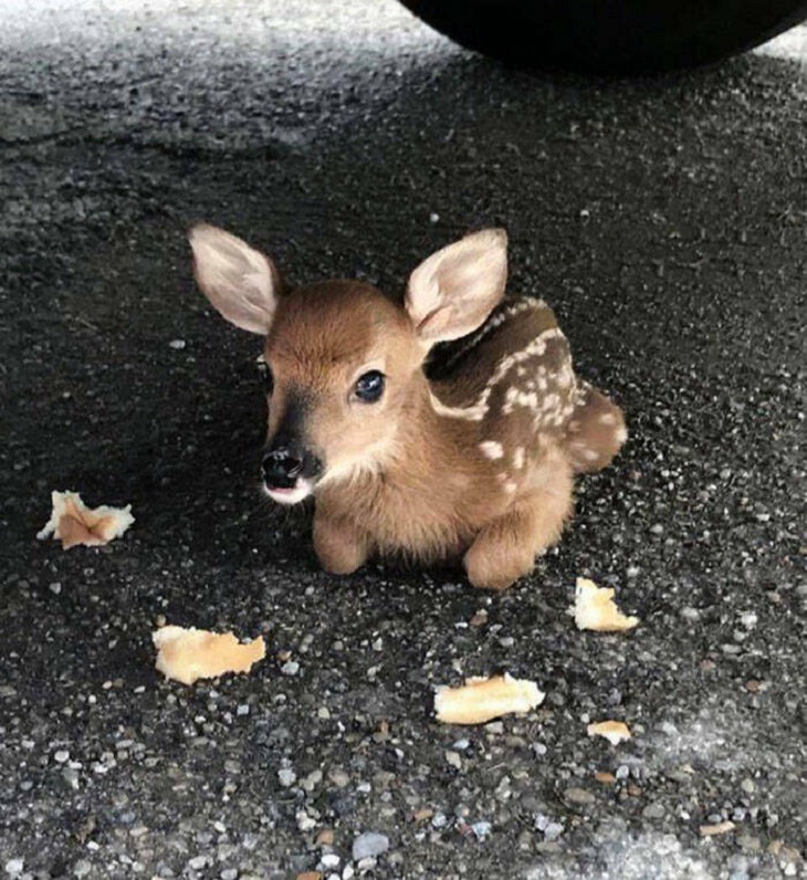 Photos of Baby Animals, fawn