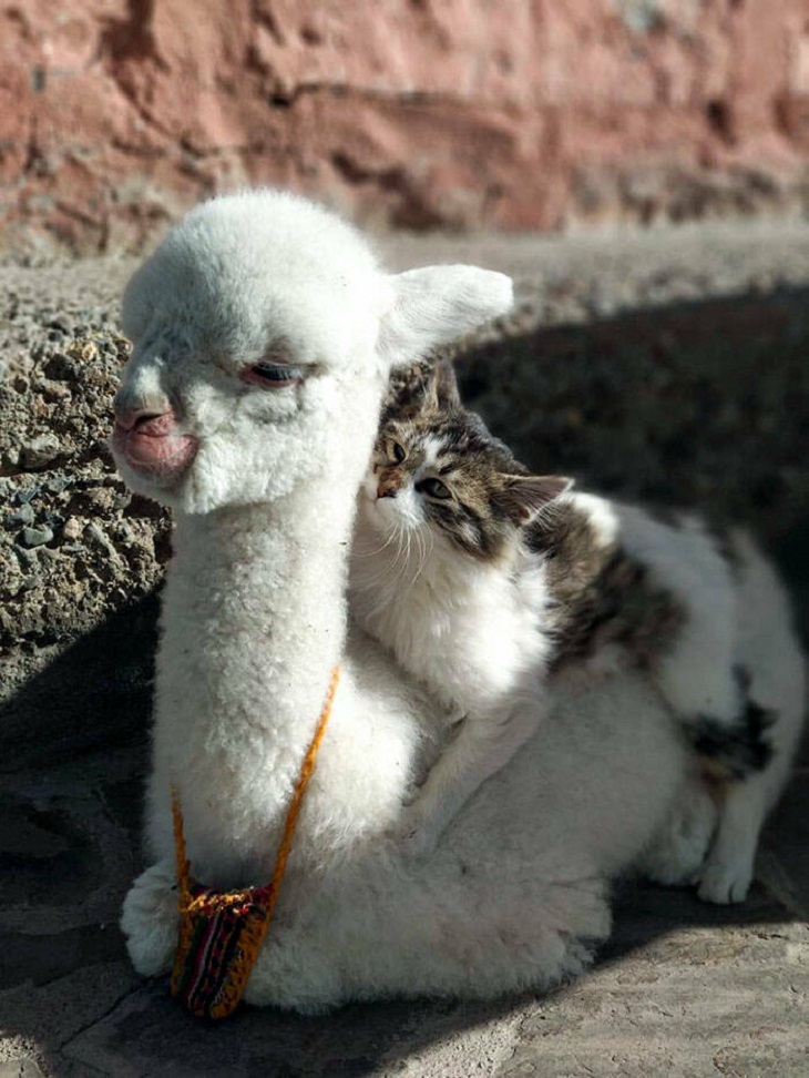Photos of Baby Animals, alpaca 