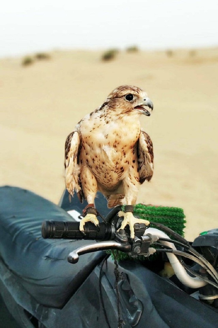 Dubai, falcon