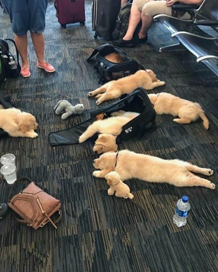 Airport pictures, puppies