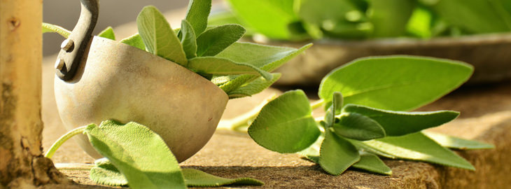 Salvia leaves - shoe odor