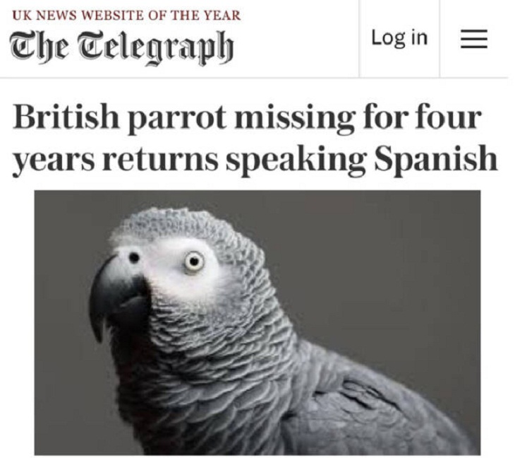 Newspaper Headlines, parrot