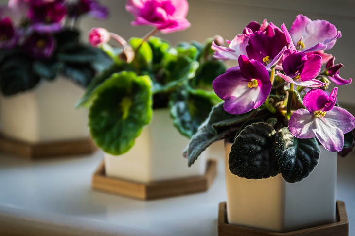 Mini Indoor Plants, African Violets
