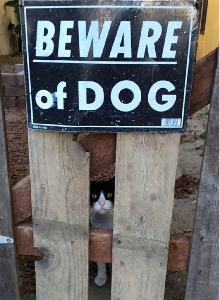 Beware of the Dog pics, 