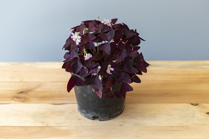 Mini Indoor Plants,  Purple Shamrock