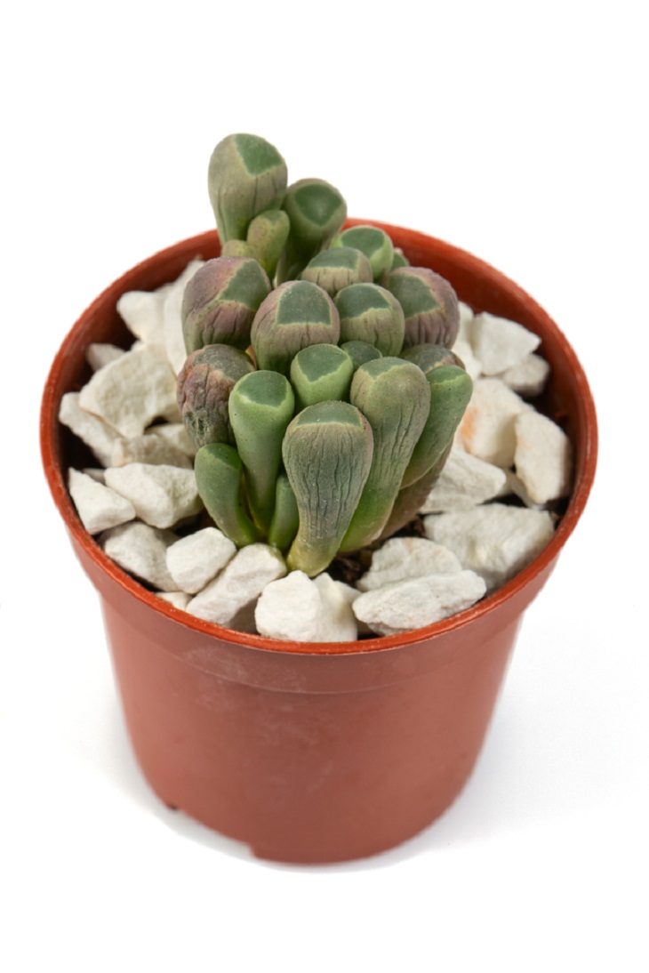 Mini Indoor Plants, Baby Toes