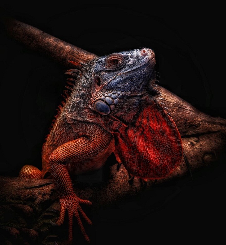 Nature Photography,  baby red iguana