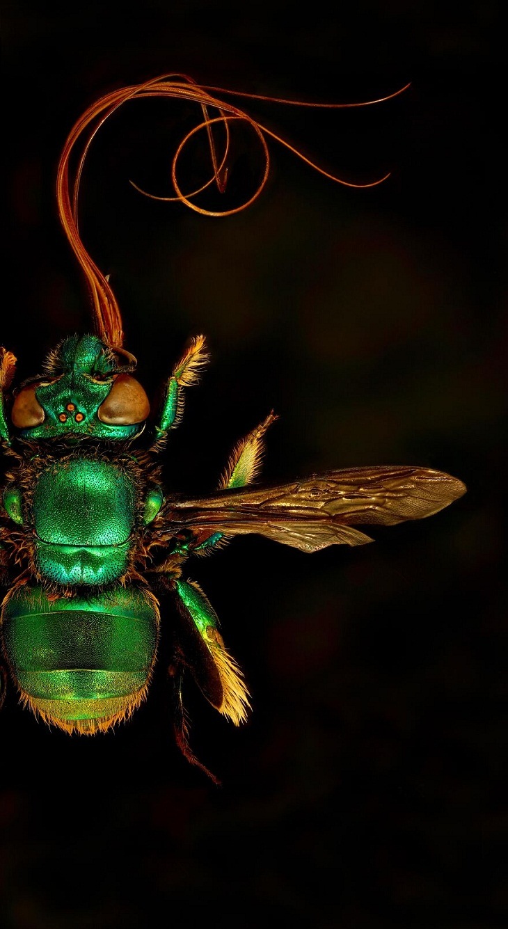 Nature Photography, Orchid Bee 