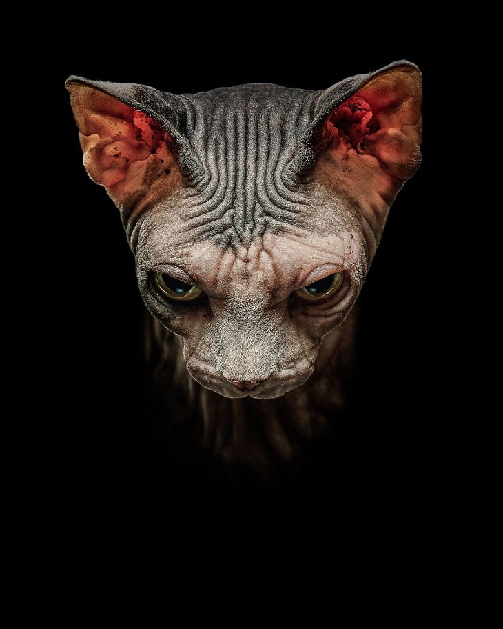 Nature Photography, sphynx cat