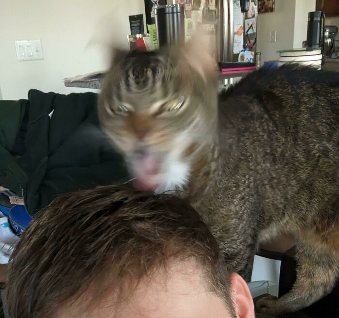 She affectionately licked her owner's hair, apparently she's not a fan of his shampoo