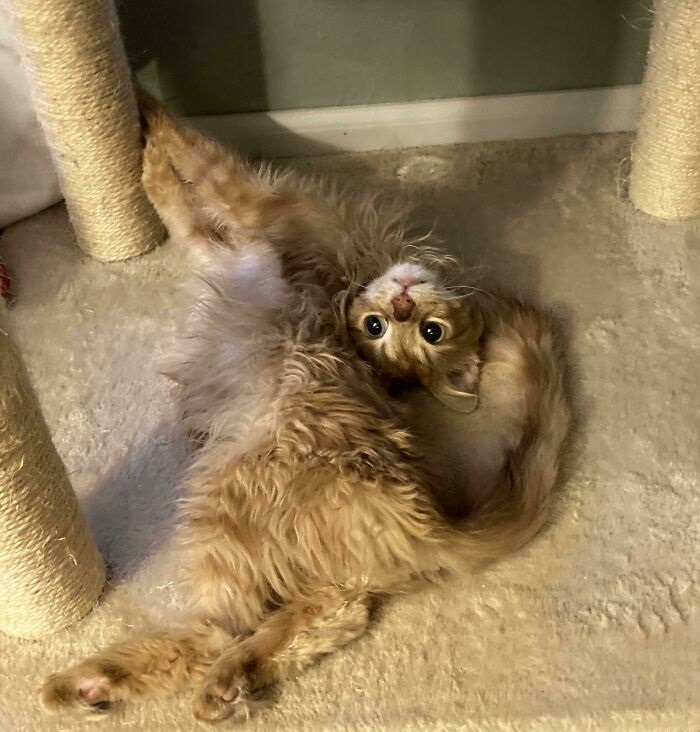 Introducing a new yoga pose: the upside-down cat