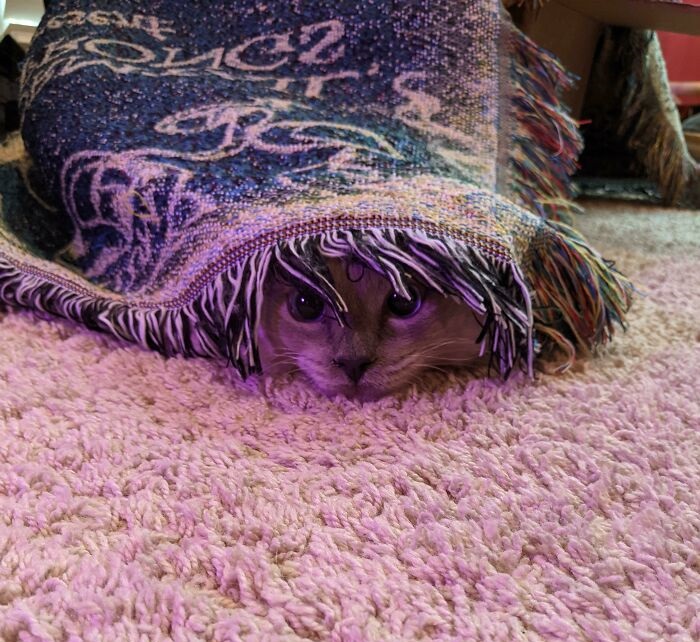 When a Persian cat encounters a Persian rug