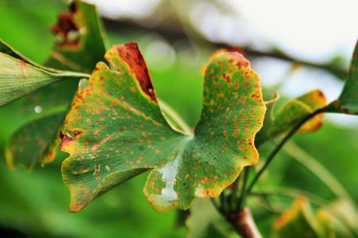סימנים למחלות אצל צמחים: עלים עם כתמים וקצוות מצהיבים