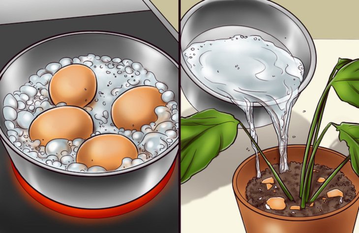 סימנים למחלות אצל צמחים: בצד שמאל, ביצים קשות מושרות במים, ובצד ימין- מים ששופכים לעציץ עם קליפות ביצה