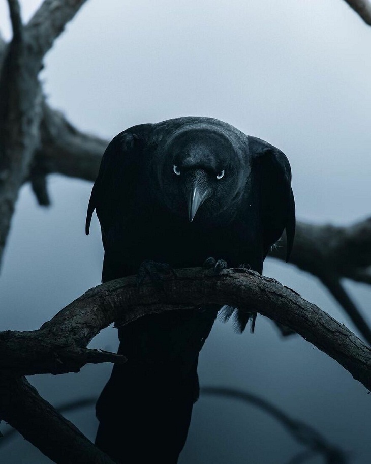 Animal Photography, Crow 