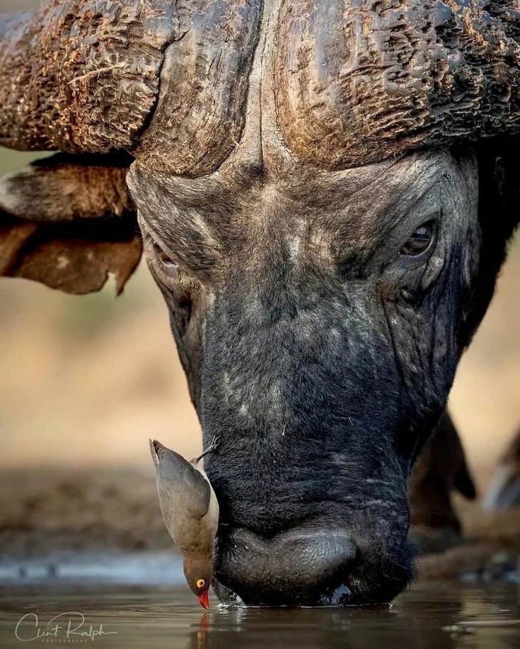 Animal Photography, buffallo 