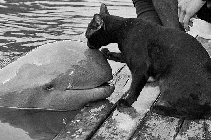 Animal Photography, dolphin and cat