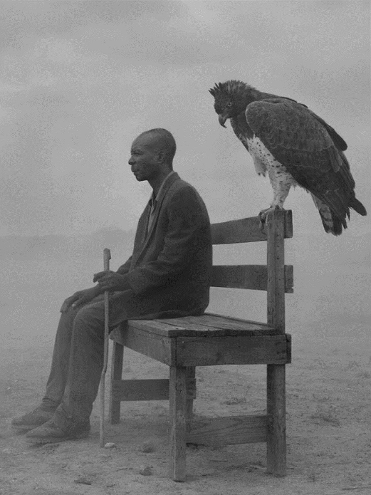 Animal Photography, eagle