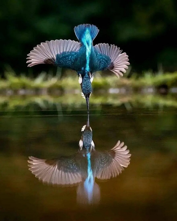 Animal Photography, kingfisher