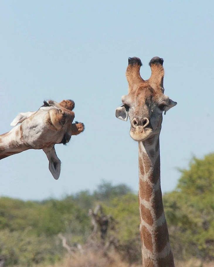 Animal Photography, giraffe