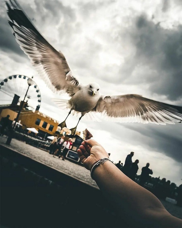Animal Photography, seagull