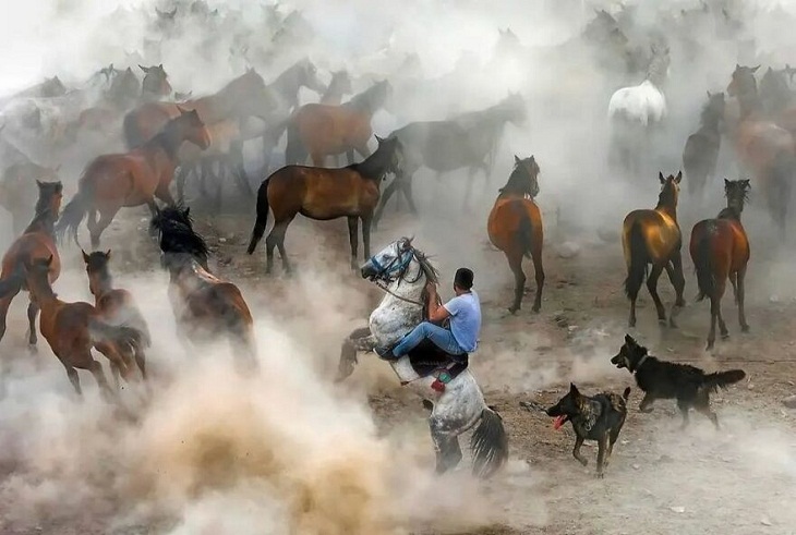 Animal Photography, horse