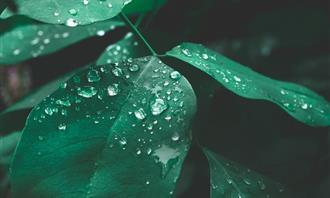 Mindset test: Dew on leaves