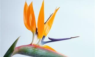 What is the spice of your character: Bird of paradise