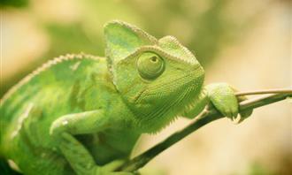 What is the spice of your character: Chameleon