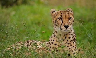 What is the spice of your character: Cheetah