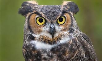 What is the spice of your character: Owl