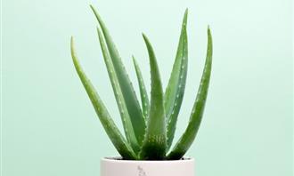 What is your character's spice: Aloe vera
