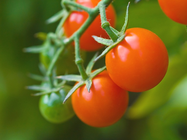 Types of Tomatoes, Vine-ripened tomatoes