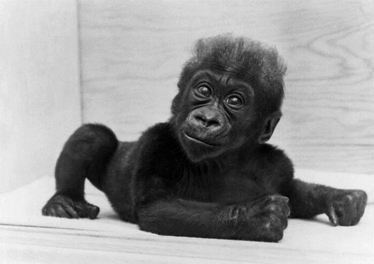Rare Historical Photographs,  baby gorilla 
