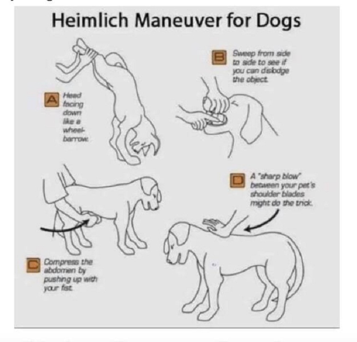 Useful Charts & Guides, heimlich manoeuvre, dogs