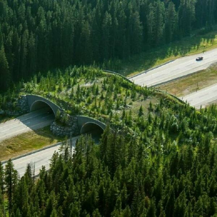 Stunning Infrastructure, Banff Wildlife Crossing Project 