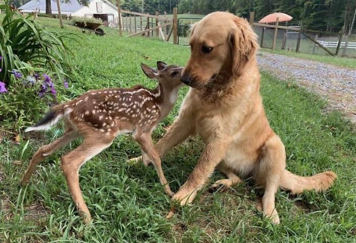 animal friendship: 